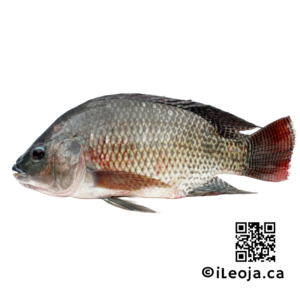 Tilapia Fish