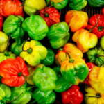 African Hot Pepper